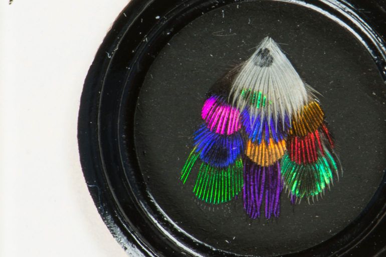 Zoomed in shot of Hummingbird feathers seen in Paisley museum