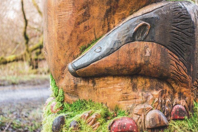 Castle Semple woodland trail