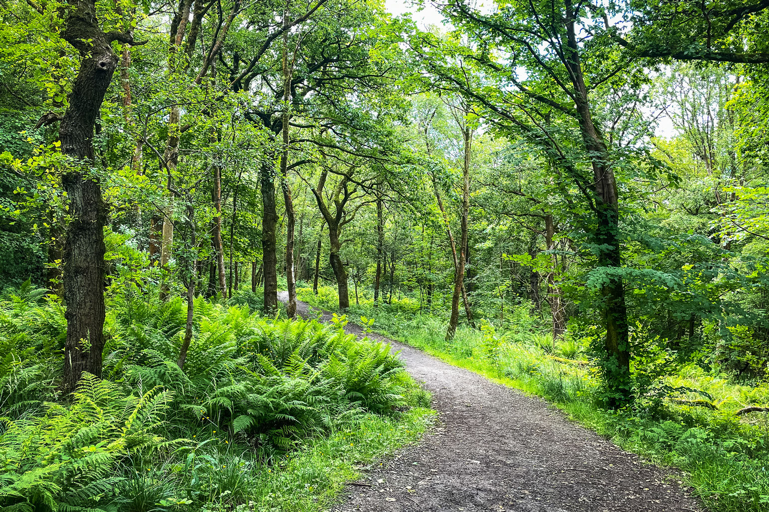 Five stunning woodlands in Renfrewshire Paisley is