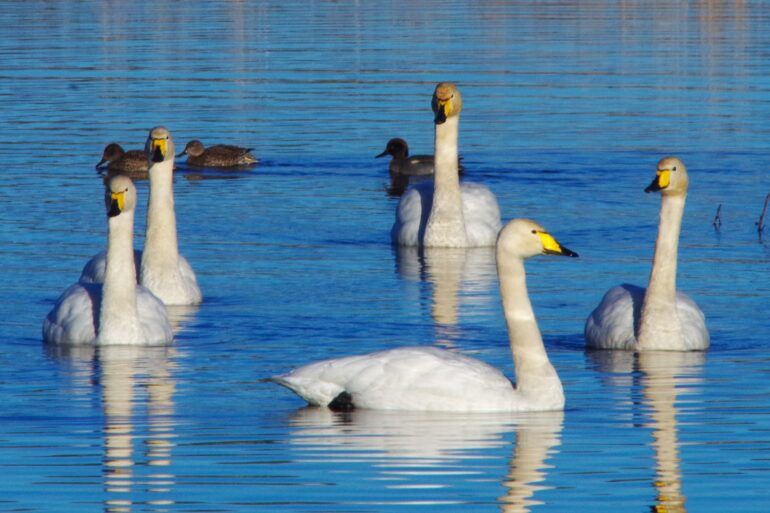 Whooper swans in the water at RSPB Lochwinnoch in Renfrewshire