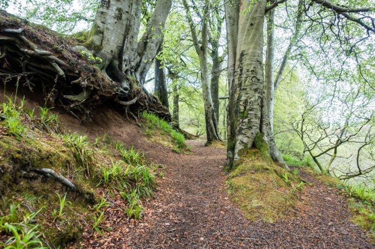 A winding forest path heading up to the Freneze Braes