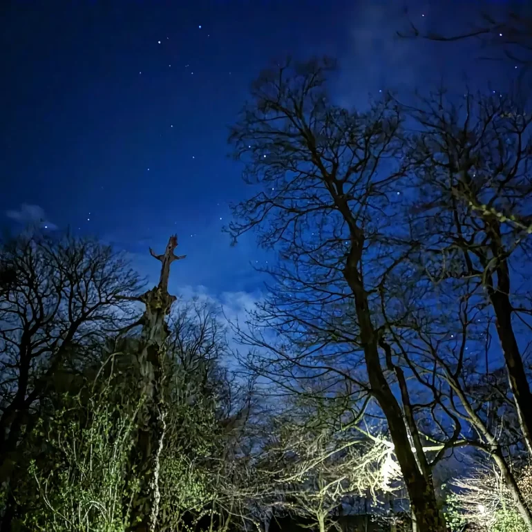 Dark skies and stars in a woodland