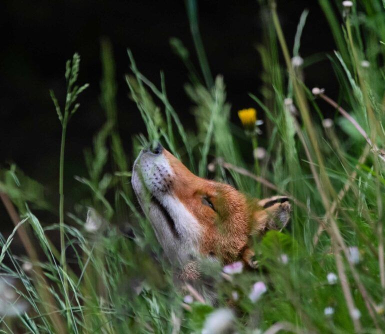 A young fox raises it's head up to the sky from long grass
