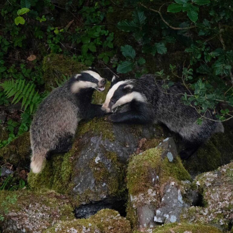 Two badgers playing