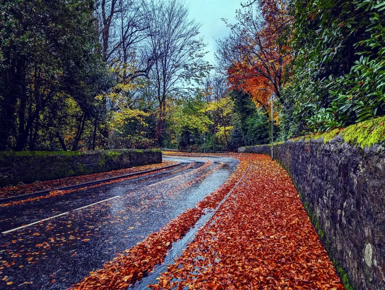 A road curves away covered in autumn leaves