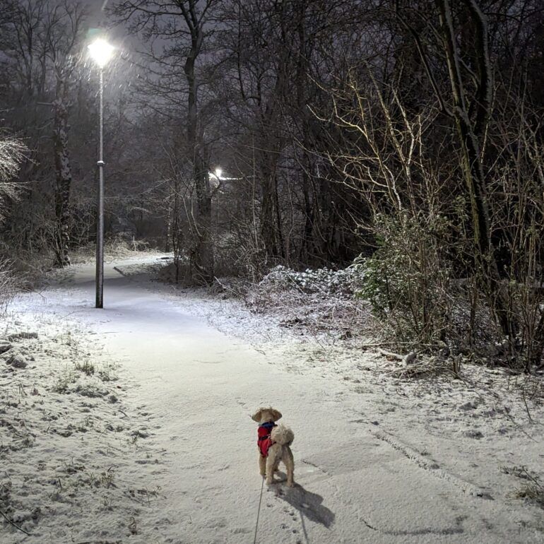 A snowy lane with a small dog in the foreground on a lead