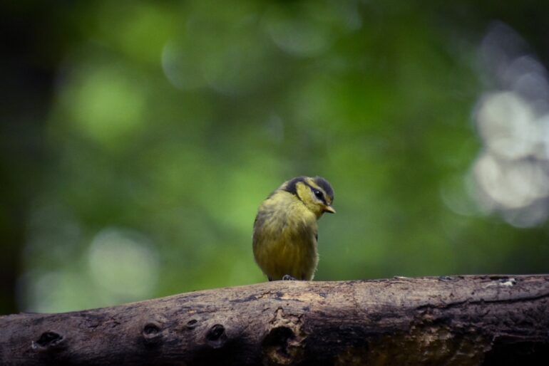 Baby Blue tit in Spring sat on a branch