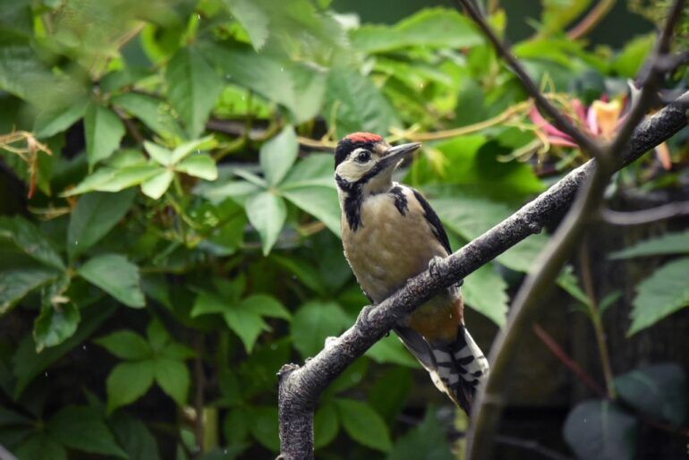 A young woodpecker sits on a branch