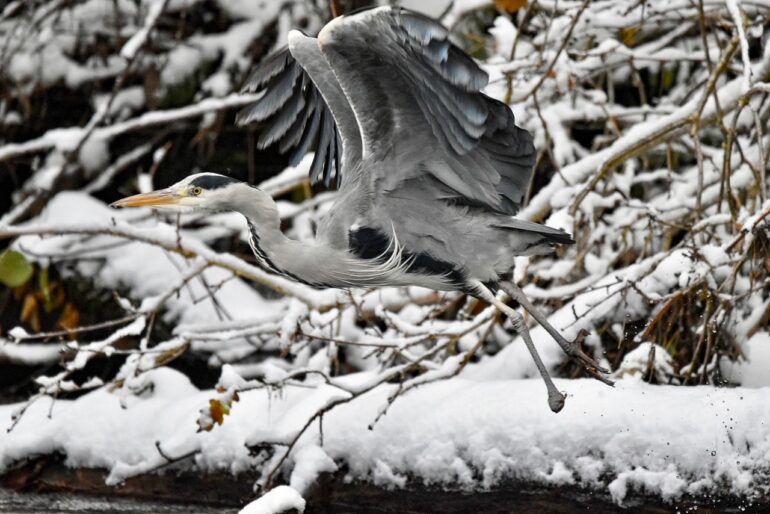 a heron takes flight in the snow